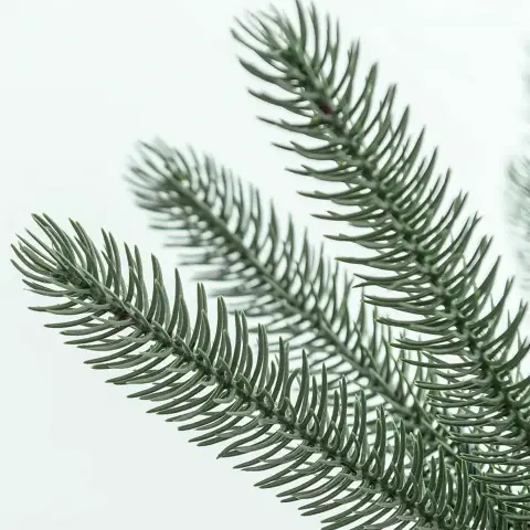 123947-mufenyo-forest-king-150cm-3.webp